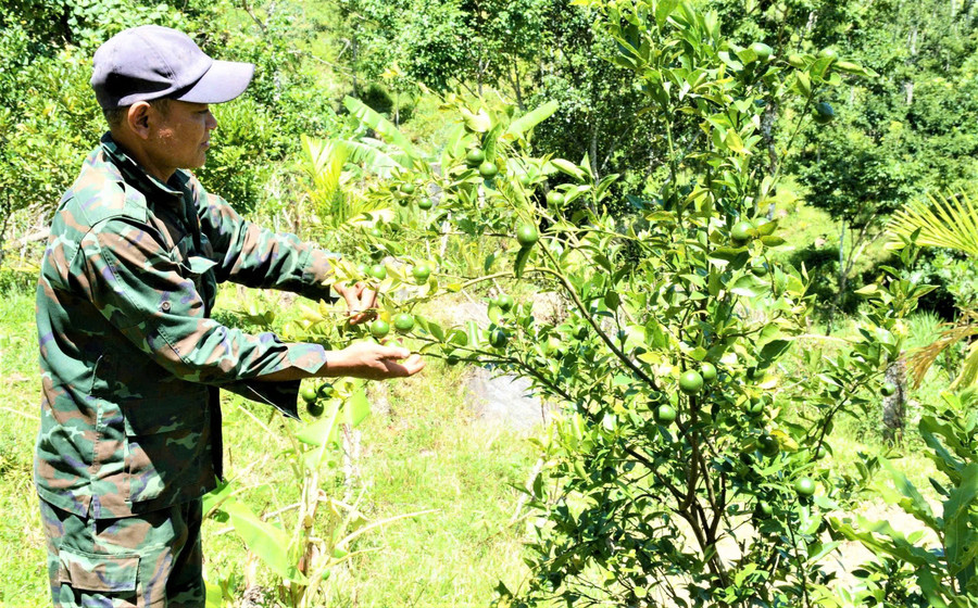 Vườn chanh, cam, quýt của ông Đinh Văn Tơn. 14624ee8ad4927177e58.jpg