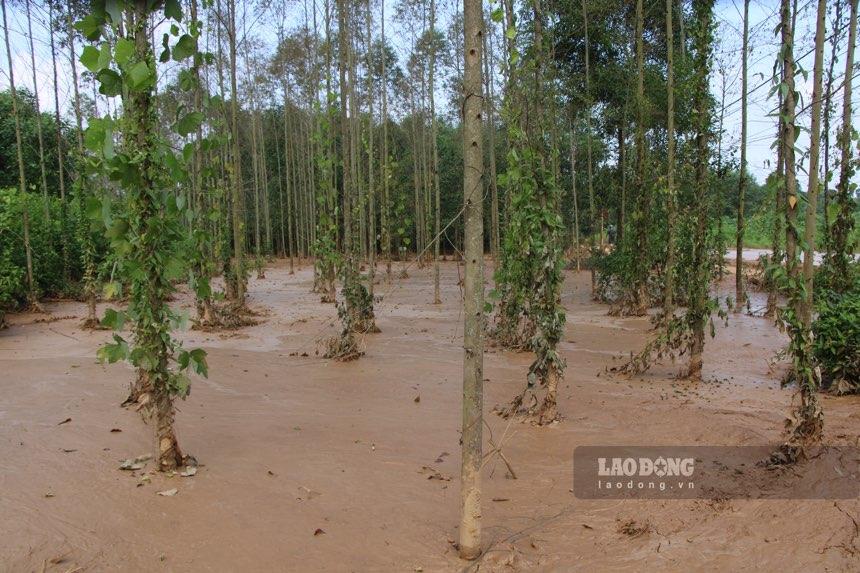 Bùn tràn vào đất canh tác của người dân. Ảnh: Nhóm PV.