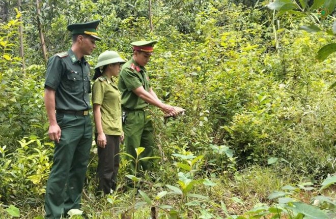 Rùa núi vàng quý hiếm bò vào nhà dân ở Quảng Trị
