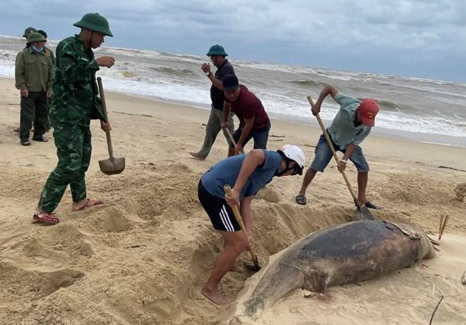 Cá heo nặng khoảng 150kg trôi dạt vào bờ biển