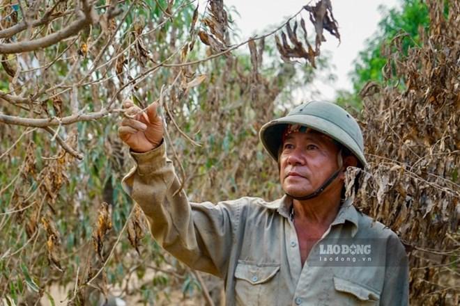 Cảnh xác xơ ở làng đào lớn nhất Thái Nguyên