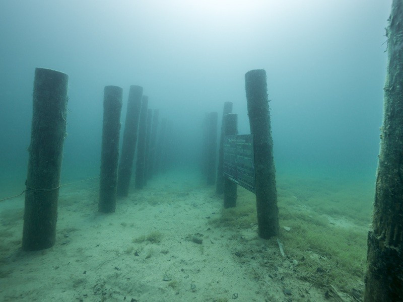 Những cọc gỗ được lập bản đồ.