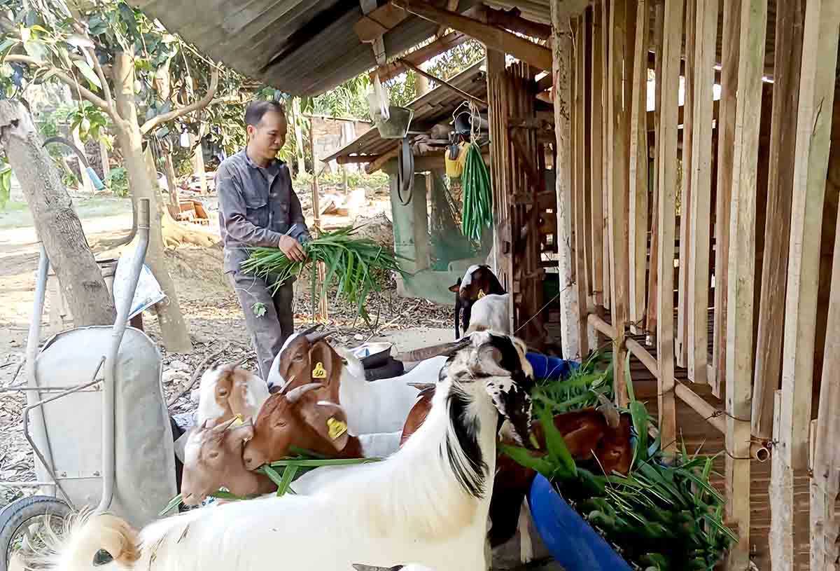 Người dân được tiếp cận với các thông tin, cách làm hay, hiệu quả về trồng trọt, chăn nuôi đã giúp phát triển kinh tế, từng bước giảm nghèo. Ảnh: PV.