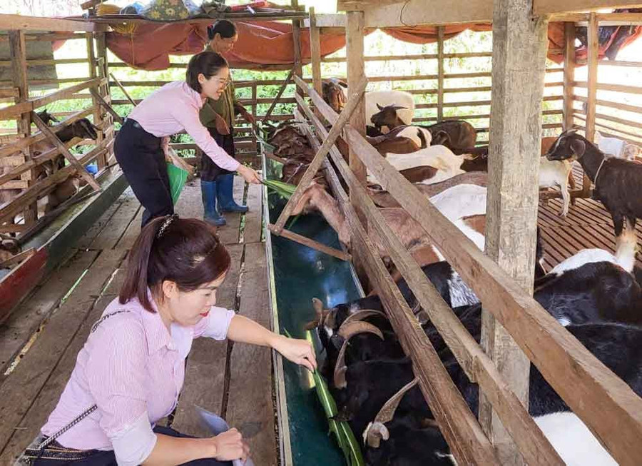 Cán bộ các cấp tỉnh Cao Bằng thường xuyên xuống cơ sở hỗ trợ, động viên phát triển mô hình kinh tế thoát nghèo hiệu quả.