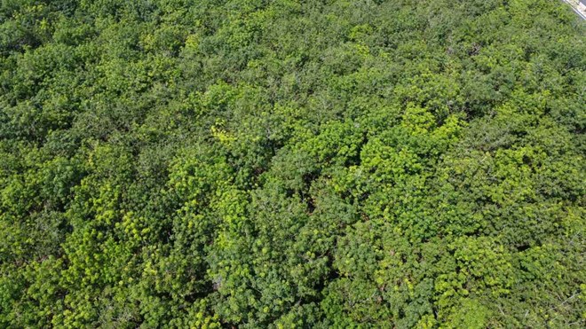 Dự án Vành đai 4 TPHCM ảnh hưởng đến 49 trường hợp sử dụng đất nông lâm trường chiến khu D