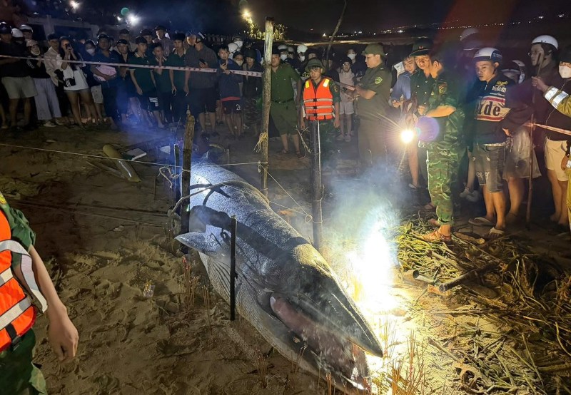 Nhiều người dân Đà Nẵng thắp hương tiễn cá Ông trôi dạt vào bờ biển Nguyễn Tất Thành. Ảnh: Trường An