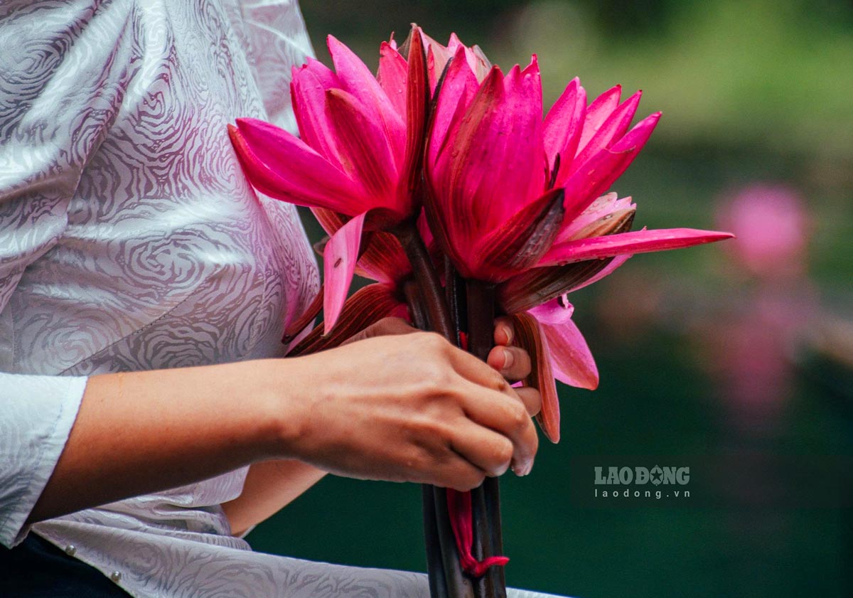 Thời điểm hoa nở rộ đẹp nhất là từ 7 giờ đến 10 giờ sáng vào tháng 10 đến tháng 12.