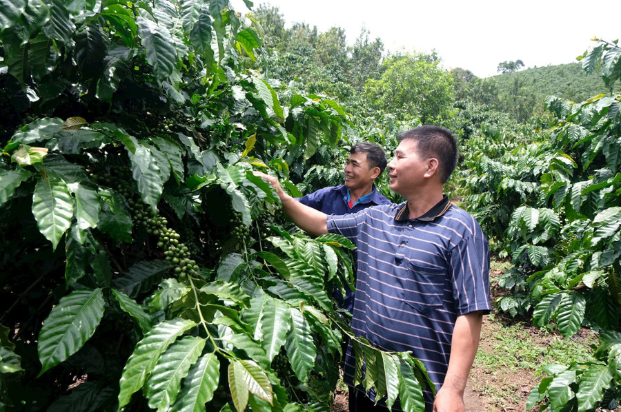 Nhiều người dân tại Đam Rông 1 có kinh tế khá giả nhờ trồng cà phê. dscf9347.jpg