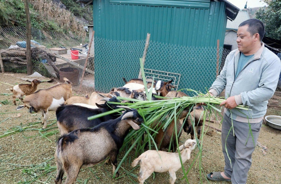 Bằng nghị lực vượt khó, anh Sềnh đã có cuộc sống khấm khá từ nuôi dê.