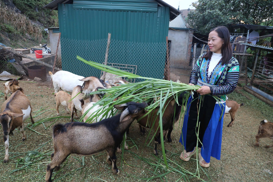 Thời gian anh Sềnh bận việc, anh giao cho vợ chăn nuôi dê thay. z7169771634538-f35a4524b09d7184f209eef07fa664aa.jpg