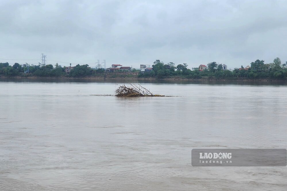 Cây cối bị mắc trên những cồn cát ẩn hiện giữa dòng sông. Ảnh: Tô Công.