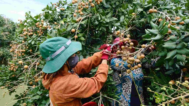 Cần Thơ chuẩn hóa vùng trồng để nông sản vươn xa