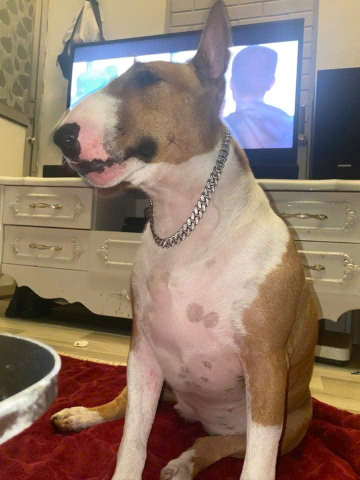 Chú chó Tam của quán nướng ở phường Đống Đa đang nhận được chú ý cộng đồng mạng. Ảnh: Beo nướng