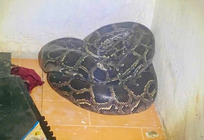 Trăn đất nặng hơn 30kg cuộn tròn nằm trong nhà dân