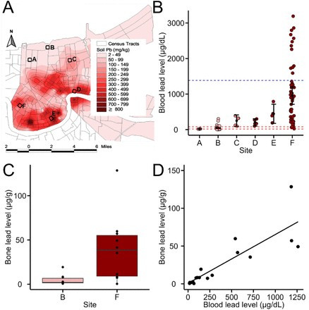 Nồng độ chì trong máu của thằn lằn nâu ở New Orleans cao kinh ngạc. Ảnh: Biorxiv.org sinh-vat-bat-chap-chi-3.jpg