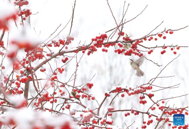 Dự báo không khí lạnh tràn từ Bắc Cực, dự báo mùa đông năm nay rét sâu