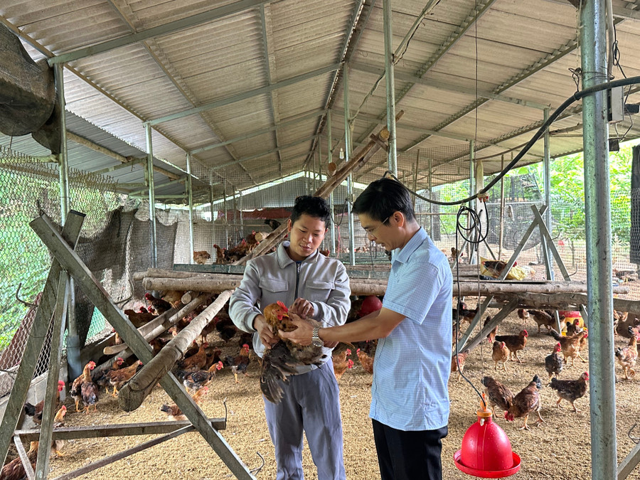 Ông Phạm Minh Phương, Phó chủ tịch xã Võ Nhai, tỉnh Thái Nguyên thăm Dự án nuôi gà hướng thịt lông màu nhập nội.