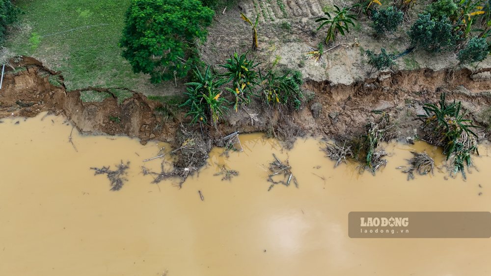 Tại khu vực vườn của anh Thân Bá Tuấn (38 tuổi, phường Thủy Xuân), nhiều mét đất vườn cùng nhiều cây ăn trái đang cho quả cũng bị cuốn trôi xuống sông.