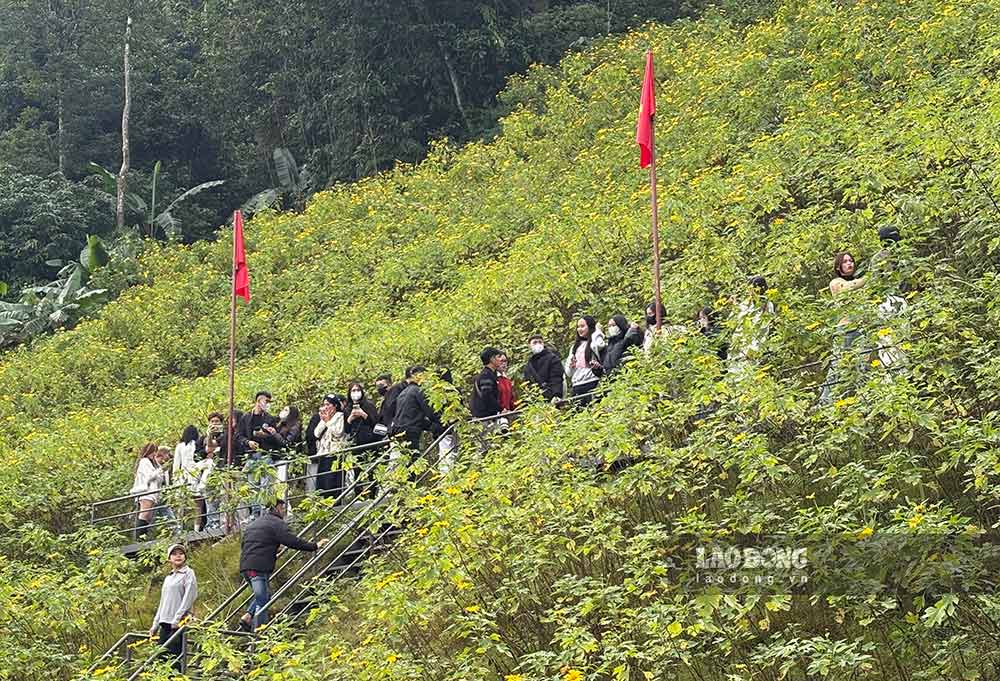 Khách du lịch lên các cote 850 - điểm check-in hoa dã quỳ; cote 950 - điểm săn mây; và cote 1100 - điểm ngắm toàn cảnh vườn quốc gia - đều lưu thông thuận lợi dù khá đông xe. Ảnh: Hoàng Phong