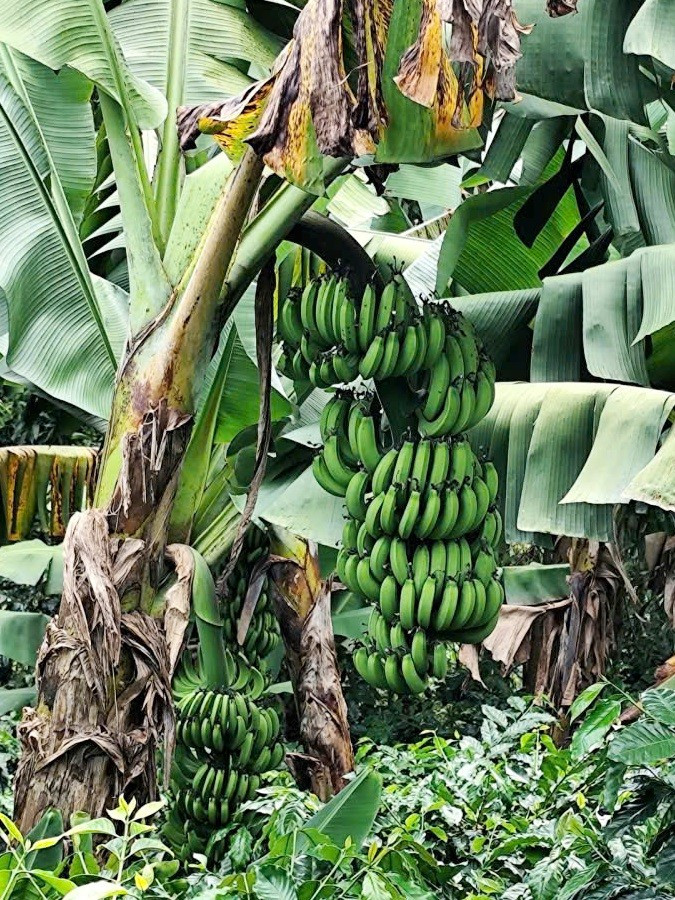 Cây chuối già lùn có năng suất cao nếu chăm sóc đúng quy trình. z7198080691863-c2f3c41e27a9359b21c5660cd2d367a6.jpg