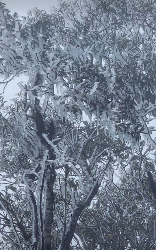 Đỉnh Tà Xùa xuất hiện băng giá đợt đầu tiên mùa đông năm nay. Ảnh: Phàng A Chìa