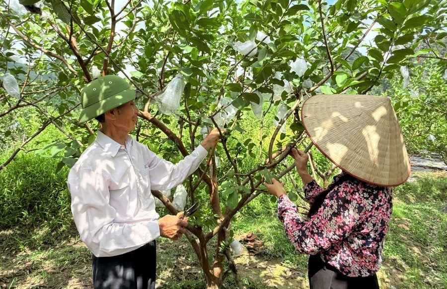 Vườn ổi của gia đình ông Vương Thanh Bình. anh-123.jpg