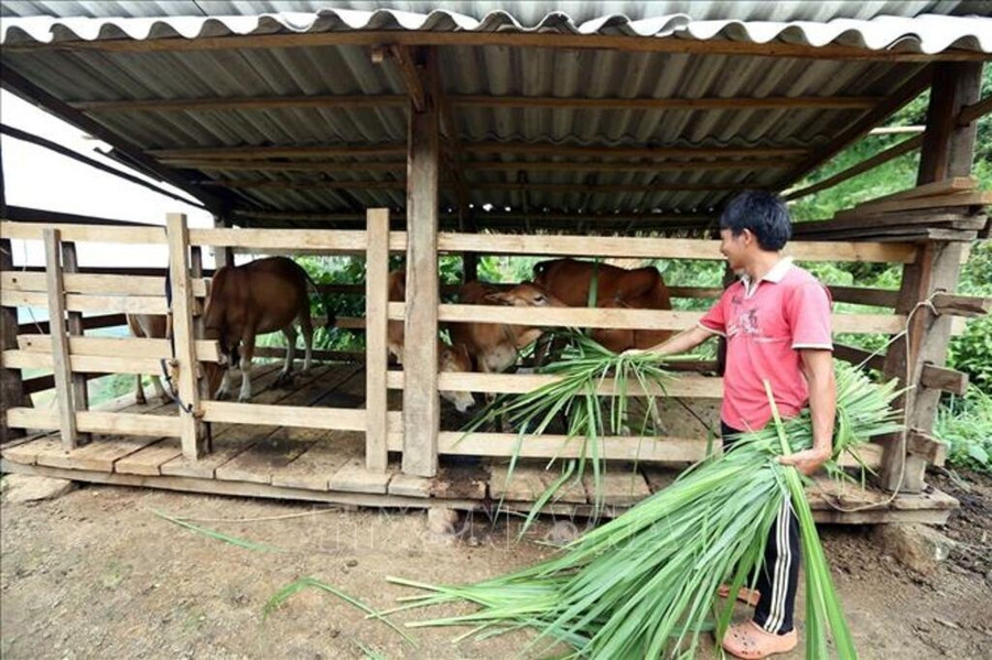 Ảnh minh họa. TTXVN image003-6029.jpg