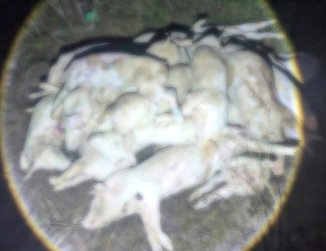 Khánh Hòa phát hiện cơ sở giết mổ cả trăm con heo chết để đưa ra thị trường