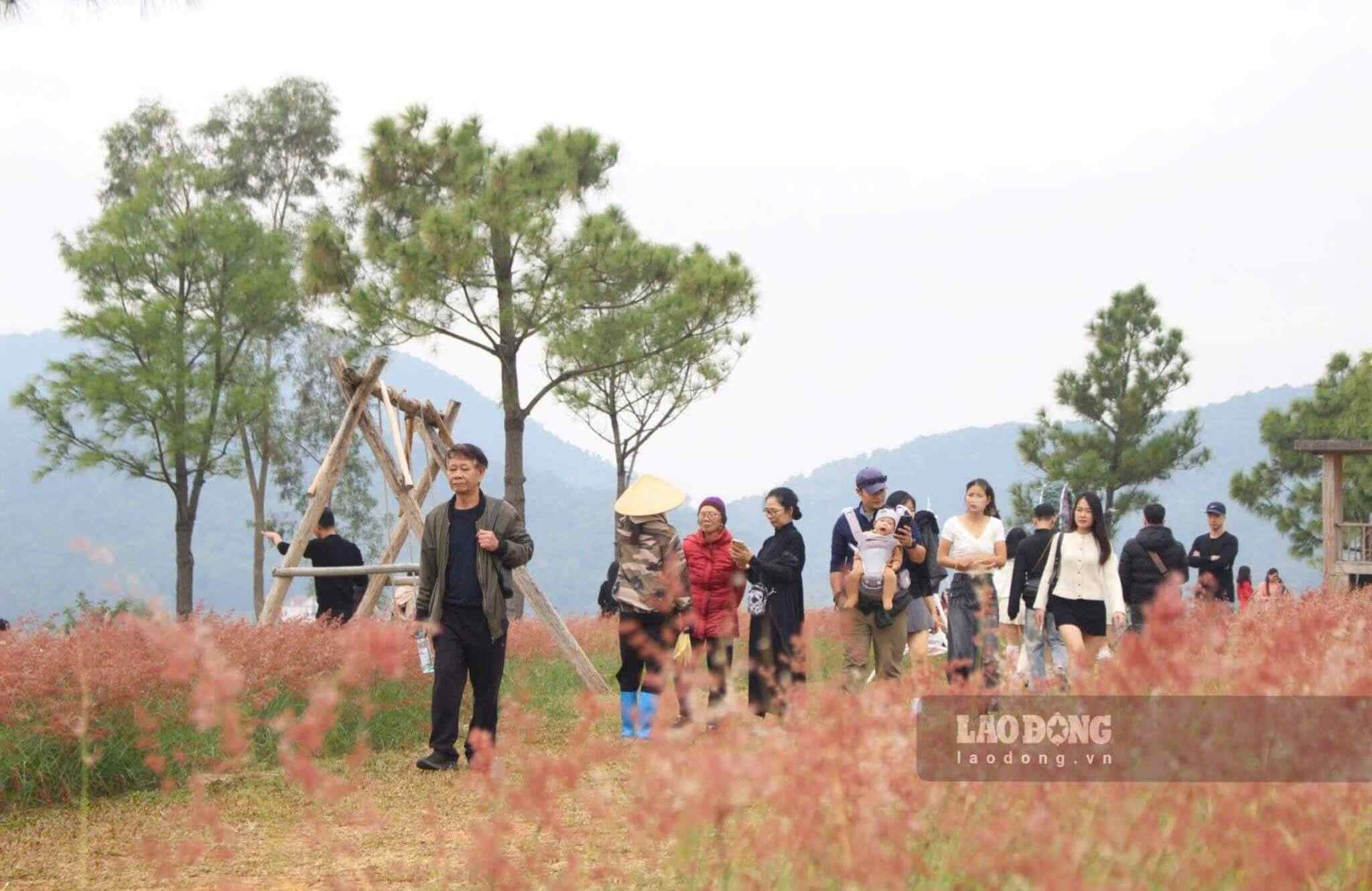 Giữa khung cảnh núi, đồi, tầng tầng lớp lớp xanh ngắt trải dài dưới ánh nắng hanh hao của mùa đông, đồi cỏ hồng hiện lên với vẻ đẹp thơ mộng, lãng mạn làm say lòng du khách. Đồi cỏ hồng tựa lưng vào sườn đồi Hố Giang, nằm cách hồ Côn Sơn khoảng 500m là điểm du lịch rất thuận tiện cho nhiều du khách ghé thăm khu di tích Côn Sơn - Kiếp Bạc.