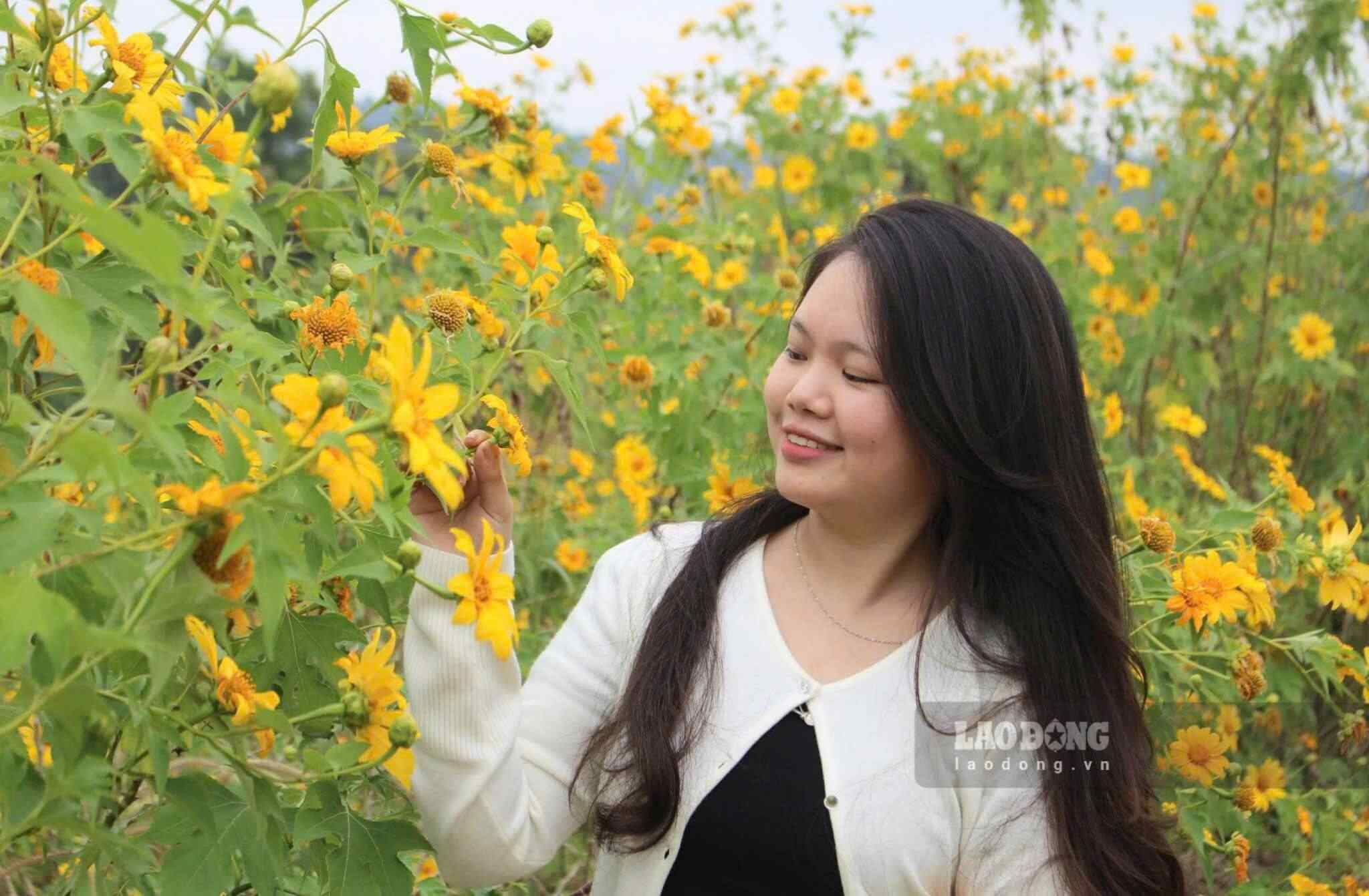 Không chỉ có cỏ hồng, ở khu vực đồi còn được trồng thêm hàng hoa dã quỳ, hiện đang bung sắc vàng rực rỡ để du khách chụp ảnh. Dã quỳ, cỏ hồng đều là hai loại cây được rất nhiều du khách săn đón chụp ảnh mùa đông.