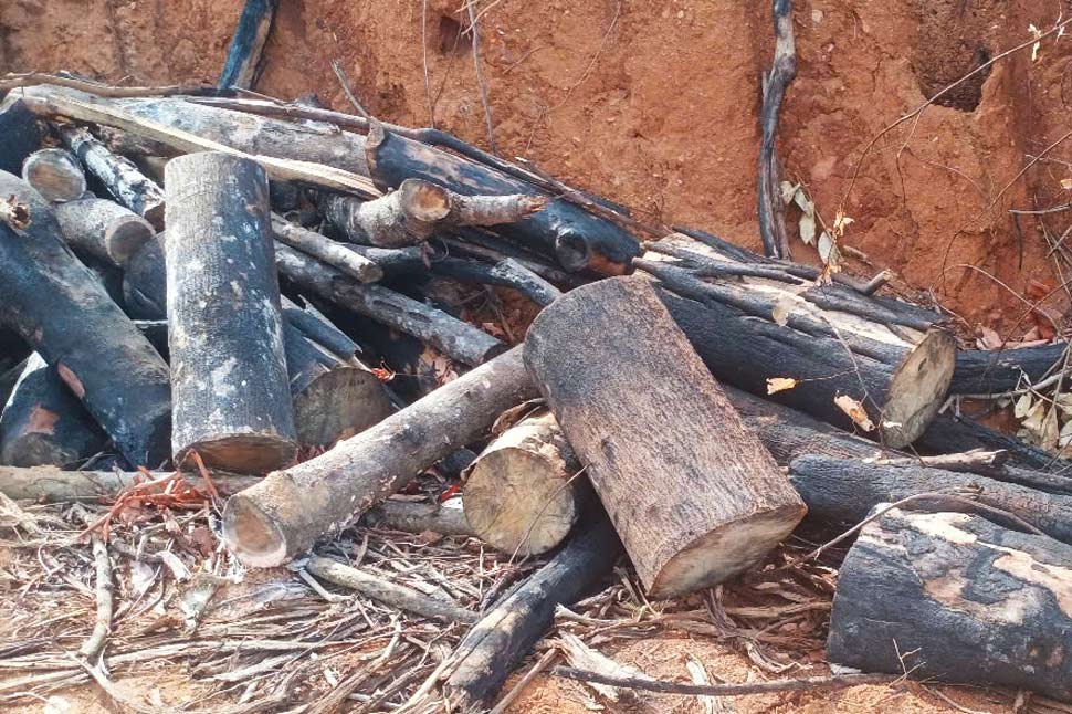 Nhiều thân cây rừng tự nhiên bị cưa khúc còn sót lại hiện trường. Ảnh: Hoài Nguyên