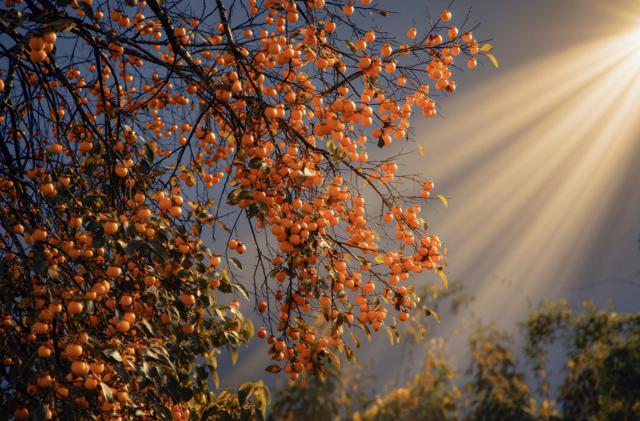 Ảnh: Nguyễn Hữu Thịnh