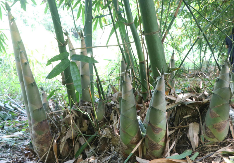 Người dân vùng cao đang tiếp tục mở rộng, hình thành những vùng tre Bát Độ quy mô lớn. Ảnh: Duy Dũng