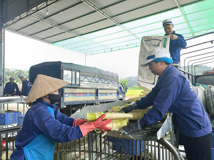 Các doanh nghiệp thu mua, chế biến xuất khẩu hoạt động nhộn nhịp trong mùa măng. Ảnh: Thanh Tiến.