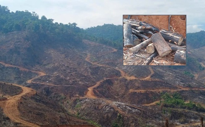 Khởi tố, chuyển công an điều tra vụ xâm hại rừng ở Gia Lai