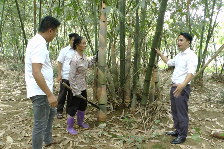 Những đồi tre Bát Độ mang lại thu nhập hàng trăm triệu đồng mỗi năm cho người dân vùng cao. Ảnh: Thanh Tiến.