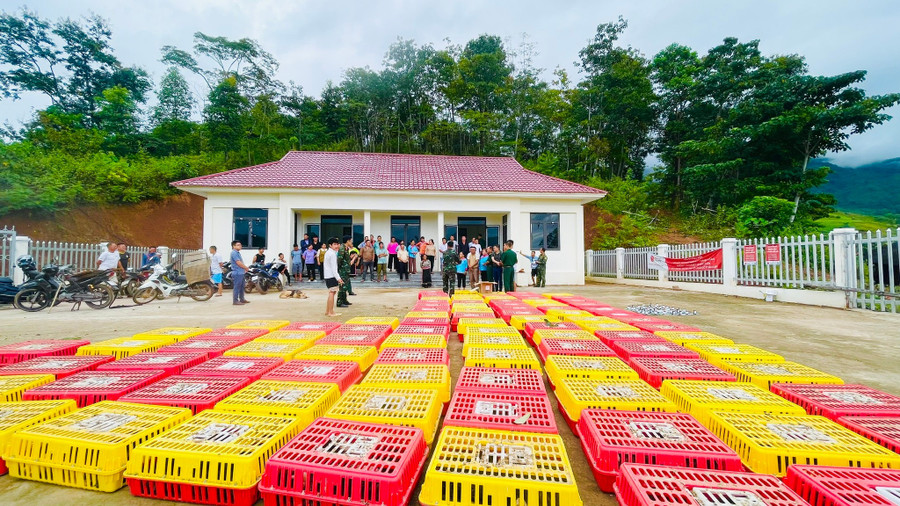 Đoàn Kinh tế - Quốc phòng 379, thông qua Dự án phát triển kinh tế - xã hội vùng đồng bào dân tộc thiểu số và miền núi khu vực Kinh tế - Quốc phòng Mường Chà hỗ trợ Nhân dân gà giống. si-pa-phin-23.jpg