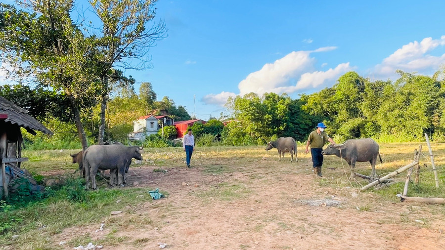 Xã Si Pa Phìn triển khai đồng loạt tiêm phòng gần 2.000 liều vaccine Lở mồm long móng cho đàn trâu, bò tại toàn bộ 20 bản. si-pa-phin-21.jpg