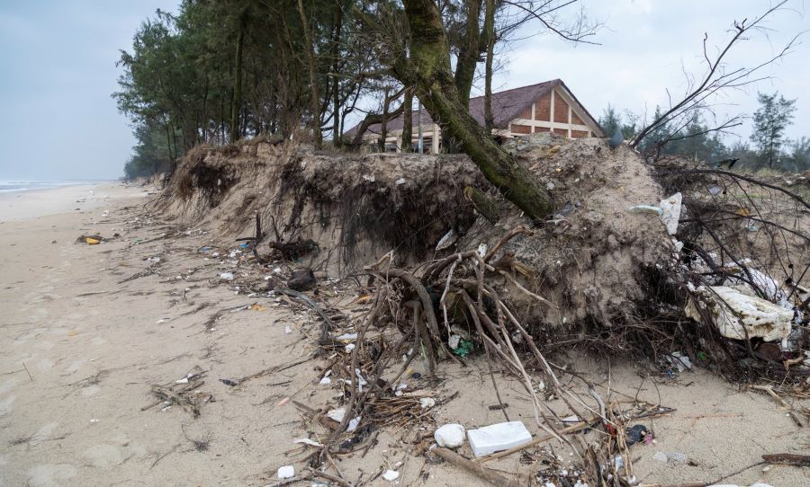 Rừng dương chắn sóng mong manh trước những cơn sóng biển. Ảnh: Hưng Thơ