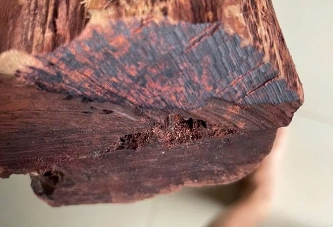 Tăng cường tuần tra ngăn khai thác trái phép cây Mán đỉa