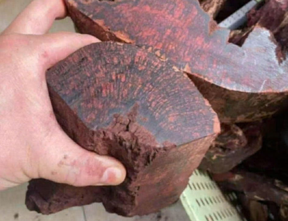 Lực lượng chức năng sẽ xử lý nếu phát hiện khai thác trái phép cây Mán đỉa. Ảnh: Thành Văn