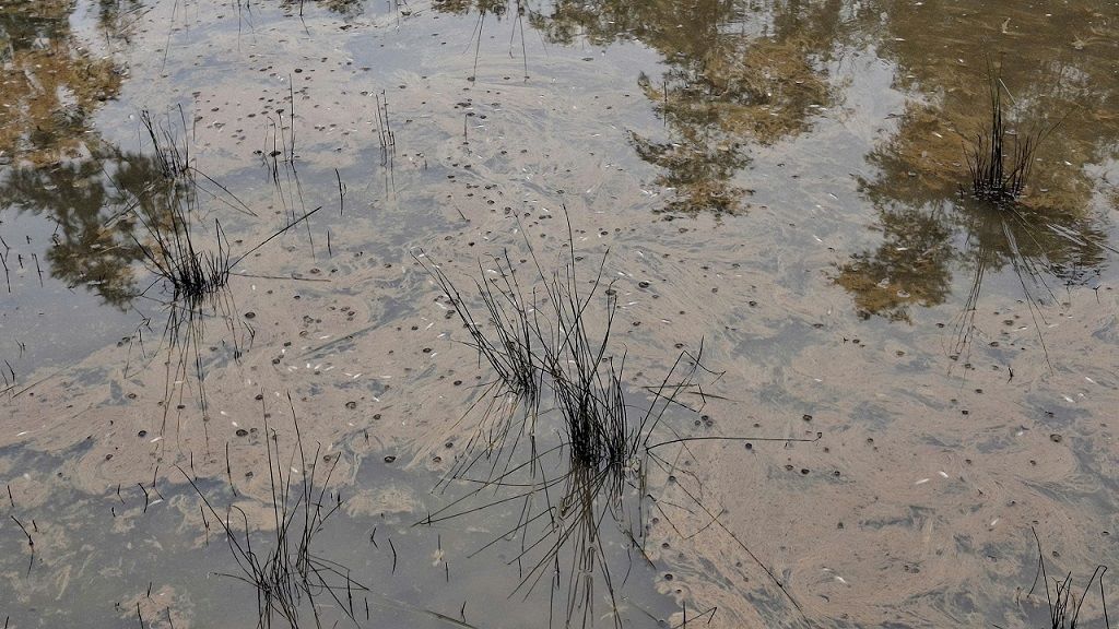 Dầu tràn ruộng, sông rạch khiến cá chết la liệt, môi trường xung quanh bị ô nhiễm nghiêm trọng. Ảnh: Viên Nguyễn