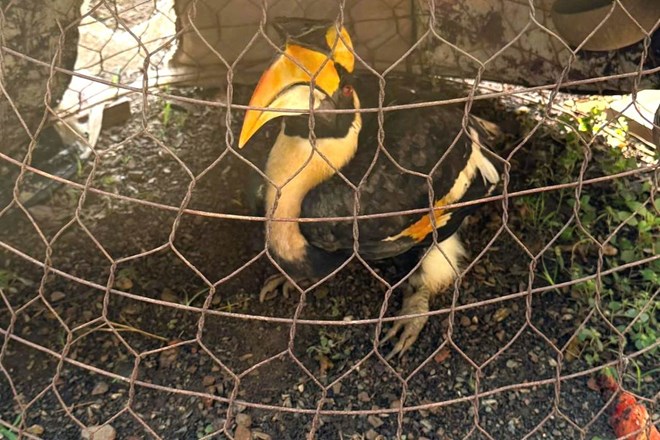 Phát hiện chim quý, người dân giao nộp cơ quan chức năng