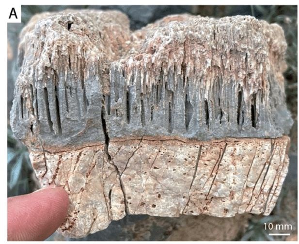 Sự sống cổ đại trên Trái đất gây sốc với những đường hầm bí ẩn