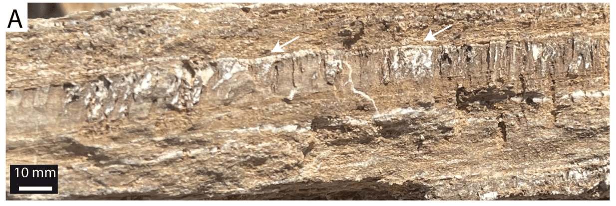 Cảnh quan sa mạc Namibia. Ở phía trước là 3 lớp đá cẩm thạch, trong đó có thể nhìn thấy các dải hang nhỏ (mũi tên trắng). Ảnh: Geomicrobiology Journal