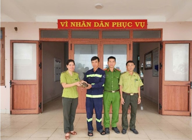 Người dân Đắk Lắk tự nguyện giao nộp rùa núi vàng quý hiếm