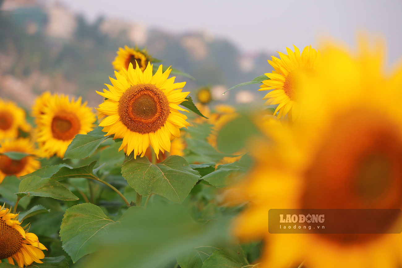 nhiều loài hoa khác