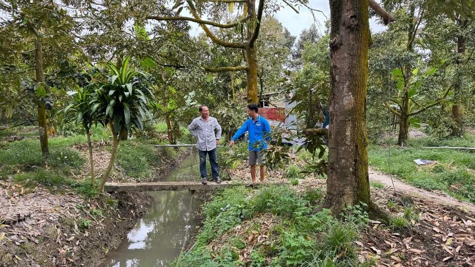 Nông dân xã Quới Thiện chủ động nạo vét mương vườn, trữ nước ngọt bảo vệ sầu riêng. Ảnh: Hoàng Lộc