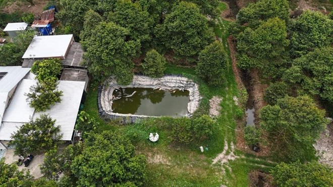 Hạn mặn cận kề, nông dân vùng trồng sầu riêng Quới Thiện chủ động trữ nước