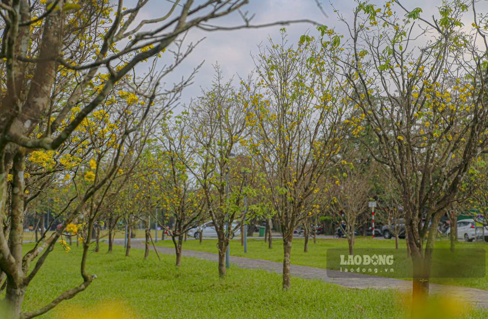 Những ngày cận Tết, sắc vàng của hoàng mai bắt đầu phủ lên không gian trước Đại nội Huế, nổi bật giữa tường thành rêu phong, tạo nên bức tranh mùa Xuân đặc trưng của vùng đất cố đô.